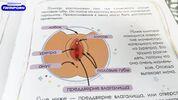 Мачеха обучает пасынка анатомии женской киски: правда о клиторе! 